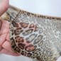Wild Essence: Cheetah Motif Mesh Panties for Men